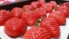 Day Bus Trip to Fruits Pick & Dazaifu, Yanagawa in Fukuoka