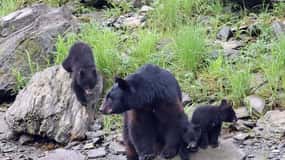 Ketchikan: Alaska Native Cultural and Scenic Shore Excursion