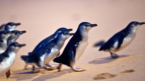 From Melbourne: Phillip Island Penguin Parade Eco Tour