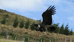 Tour di Antisana da Quito: Condor e paesaggi andini
