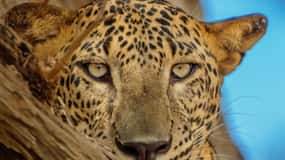 Yala National Park: 7 hour & 12 hour Leopard Safari Tours
