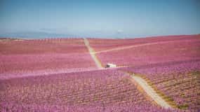 Från Barcelona: Aitona Peach Fields Pink Route-resa