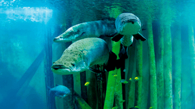 Zaragoza : Aquarium entry ticket