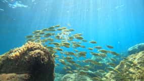 Gran Canaria: Snorkel tour with boat on the west coast