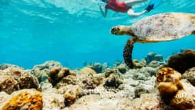 Muscat: escursione di snorkeling sull'isola di Dimaniyat con trasferimento in hotel