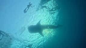 Lombok : Sharing Whale Shark Tour 2 Day 1 Night Sumbawa