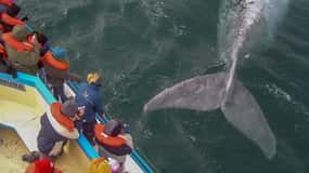 Puerto Madryn: Península Valdes with optional Whale Watching