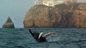 Sagres Wildlife Adventure: Dolphin and Whale Watching Tour