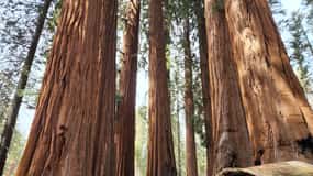 Sequoia National Park: Private Guided Hiking Tour
