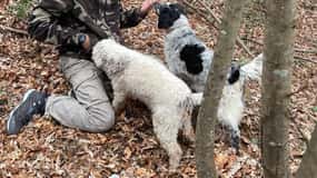 Tuscany: Truffle Hunting Experience with Tasting