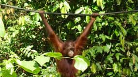 Sepilok OrangUtan, Sun Bear & Labuk Bay Full Day (PVT)