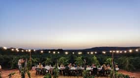 Apulia: Guided Wine Tasting with Local Appetizers