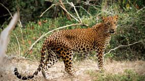 Kumana National Park : Private Half-Day Jeep Safari