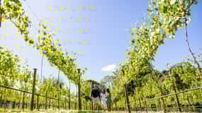 Brisbane: Winery Tour with Tastings and 2-Course Lunch