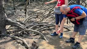From Ho Chi Minh: Trek Can Gio Mangrove, Monkey Island