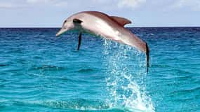 From Cebu:Pamilacan, Virgin Island, Dolphin Watching & Lunch