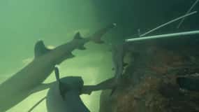 Anna Bay: Irukandji Entry Pass with Reef Shark Encounter
