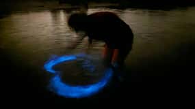 Orlando: aventura de caiaque e natação com bioluminescência
