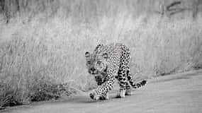 Au départ de Johannesburg : Safari d'une journée dans le parc national Kruger