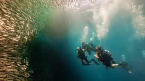 Cebu: mergulho em Moalboal, corrida das sardinhas e mergulho com snorkel no Pescador