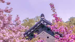 Rey Cerezo en Flor, Festival del Tulipán y Suwon Hwaseong