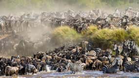 4 days Group safari in Masaai Mara and Lake Nakuru Park