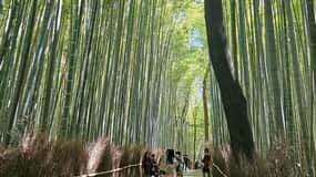 Kyoto: tour guidato di 3 ore del boschetto di bambù di Arashiyama