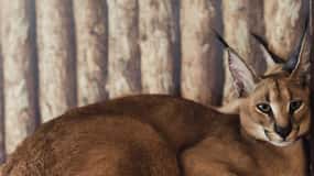 Private Animal Lover’s Tour – Half Day