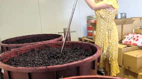 From Sydney: Hunter Valley Wine, Gin & Food Tastings Tour