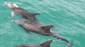 From Sydney: Jervis Bay Tour with Beach, Koalas & Kangaroos
