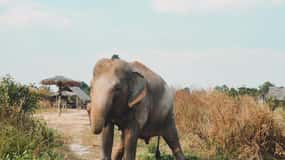 Cambodia Elephant Sanctuary Inclui traslado de ida e volta do hotel