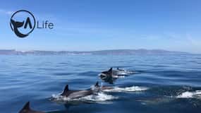 Arrábida - Sesimbra: Dolphin Watching
