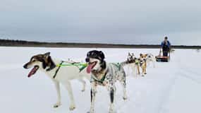 Kemi-Tornio: Husky Sled Ride with Hot Drink