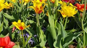 Amsterdam: Keukenhof & FlowerFarm Tour Including Tickets