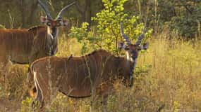 From Banjul: Fathala Wildlife 4x4 Safari Day trip