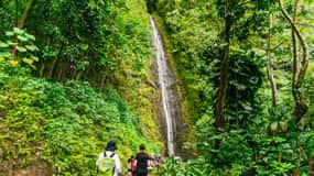 Oahu: Manoa Falls Waterfall Hike with Lunch and Transfers
