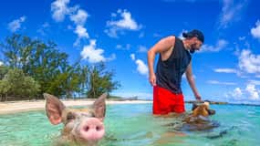 Nassau: Pigs Beach Trip by Boat with Swimming and Feeding