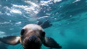 Snorkeling with Sea Lions