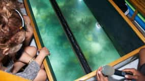 Bermuda: Twilight Triangle Glass-Bottom Boat Cruise