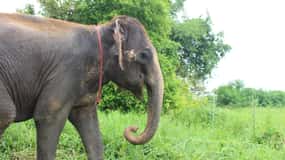 Bangkok Highlights: Ethical Elephant Care and Buffet Lunch