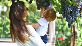 Passeggiata nel vigneto, pranzo o cena con degustazione di vini