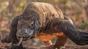 Komodo Island: Private 3-Day Tour with Boat and Hotel Stay