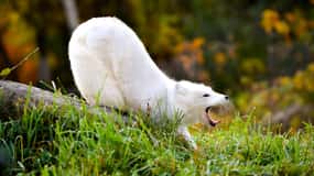 Montreal: Ecomuseum Zoo Entry Ticket