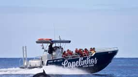 Insel Faial: Einzigartige Bootstour zum Vulkan Capelinhos