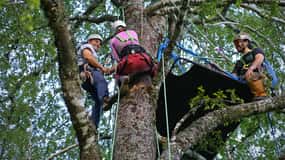 Pucón - Carhuello: Native Tree Climbing Experience