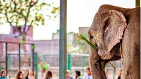 Jaipur: Sightseeing+Walking +Food + Elephant Activities Tour