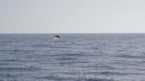 Tour al atardecer para avistar delfines en barco híbrido en grupo reducido