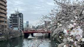 横浜・みなとみらい桜ボートツアー