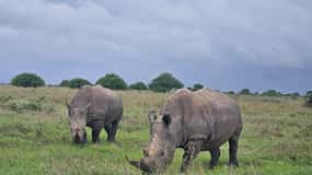 Nairobi: National Park, Elephant Orphanage & Giraffe Center