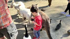 From Adelaide: Cuddle a Koala and Historic Hahndorf Tour